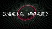 珠海啄木鸟｜轻轻抚摸？肢体接触？零容忍！勇敢向职场性骚扰说“不”！