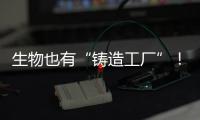 生物也有“铸造工厂”！猜猜里面造什么	？｜高质量发展调研行
