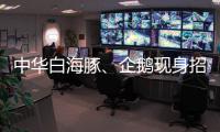 中华白海豚、企鹅现身招聘会 珠海“招才吉祥物”好吸睛 吸引求职者争相合影
