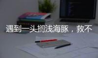 遇到一头搁浅海豚，救不救
，怎么救？丨世界海豚日