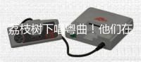 荔枝树下唱粤曲！他们在斗门为荔枝代言