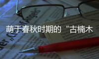 萌于春秋时期的“古楠木王”被盗割�，11人获刑