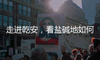 走进乾安，看盐碱地如何被炼成“肥田”