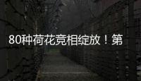 80种荷花竞相绽放！第三届横琴荷花节启幕